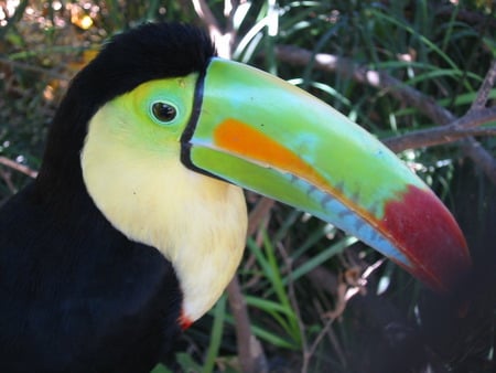 Cheeky Toucan - bird, tropcial, toucan