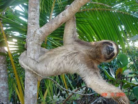 Reaching Out - palm trees, rainforest, sloth