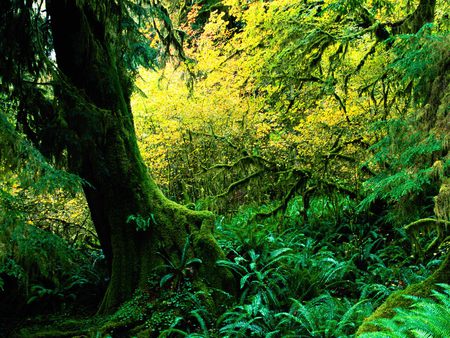 Lush Greenery - national park, trees, ferns