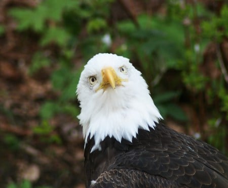 Sole Eagle - closeup, eagle, forest, bird