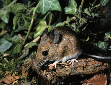 Totem Mouse - rodent, ivy, log, totem mouse