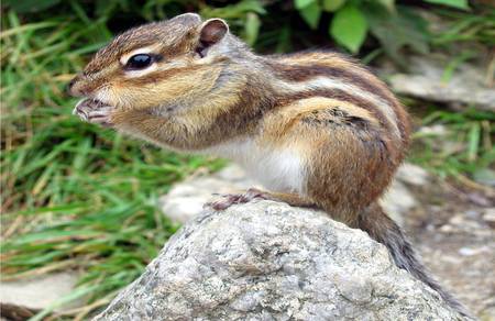 Little Chipmunk - rock, grass, eating, chipmunk