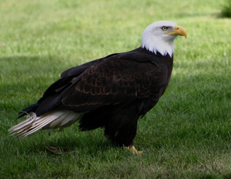 Lone Eagle - lawn, eagle, bird