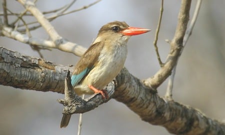 Woodland Kingfisher - kingfisher, woodland, tree