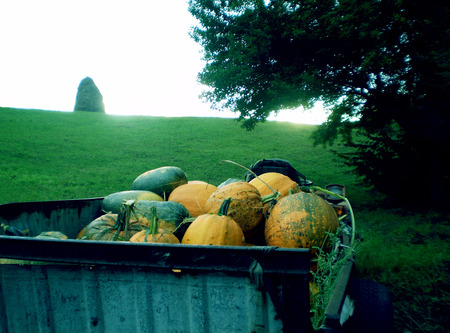 Pumpkins on the cart - pumpkins, lawn, pumpkin