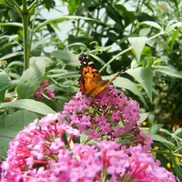 Butterfly on Pink Flowers