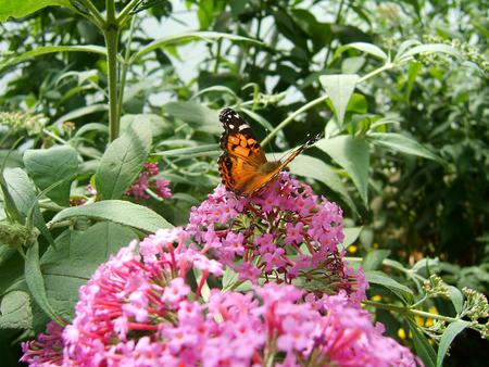 Butterfly on Pink Flowers - butterfly, pink flowers, trees