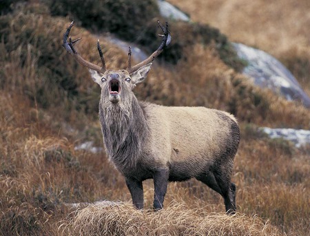 Red Deer Call - calling, dry grass, red deer, mountain, rocks