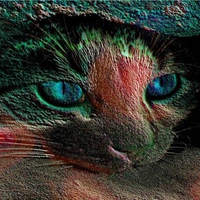 Fanasy Coloured Cat