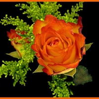 Orange rose