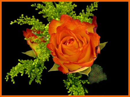 Orange rose - flowers, roses