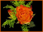 Orange rose