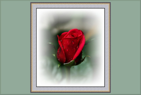 Red rose - flowers, roses