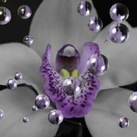 Orchid Bubbles