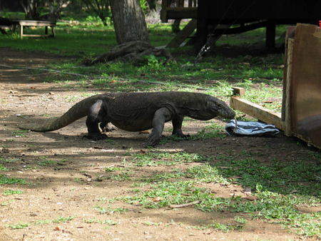 Komodo Dragon - komodo, dragon