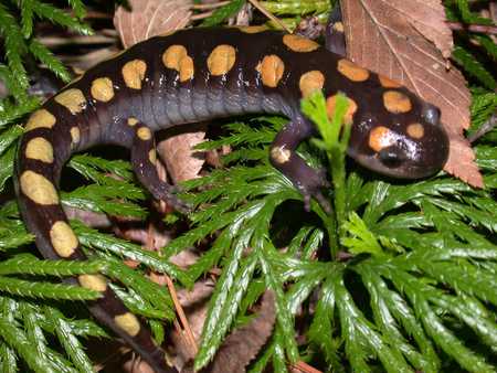 Cute little spot... - tropical plants, reptile, spotted lizard