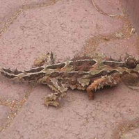 Thorny Devil