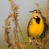 Bird of the wetlands