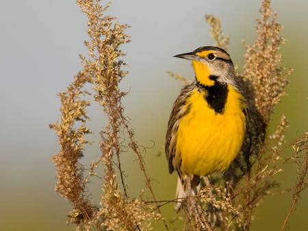 Bird of the wetlands - yellow bird, dry reeds, wetlands