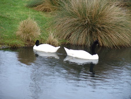 Black-Necked Swans - england, swans, wetlands