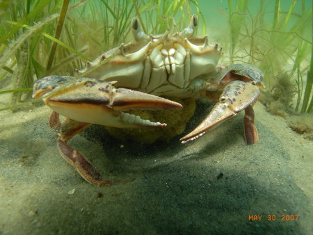 Blue Crab - reeds, rock, aquarium, blue crab, sand