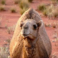 Camel, Alice Springs