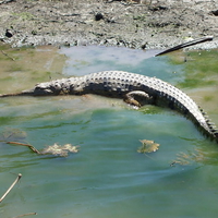 Crocodile, Kakadu National Park