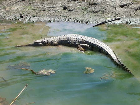 Crocodile, Kakadu National Park - wetlands, australia, crocodile