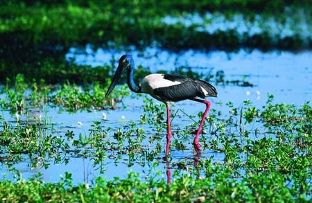 Blue Headed Stork - wetlands, marsh, bird, stork