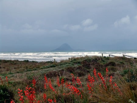 Bay of Plenty - fence, new zealand, mountain, red flowers, grasses, bay