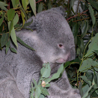 Koala in Eucalyptus Tree