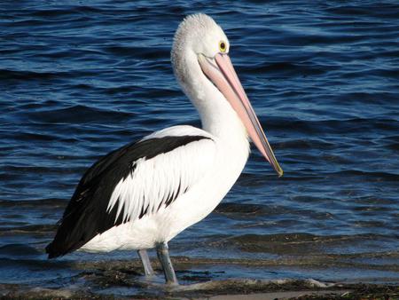 Pelican by the lake - pelican, lake