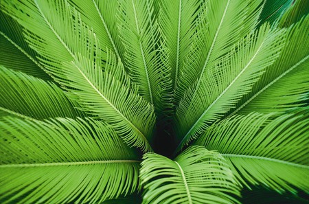 Palm tree closeup - fronds, closeup, palm tree