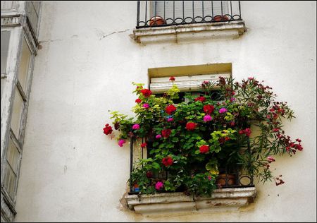 Ventana florero - flowers, window