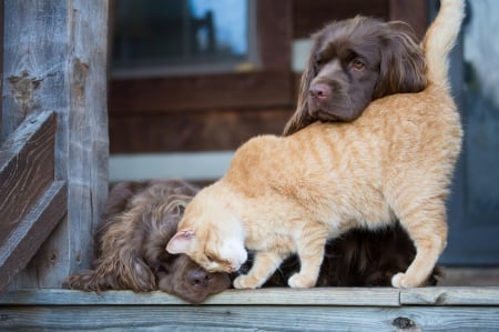 Dogs and cat - animal, pretty, cute, animals, beautiful, sweet, puppy, puppys, dogs, lovely, dog