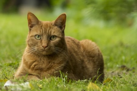 Cat - hat, pretty, cat face, beautiful, lovely, paws, cat, kitten, cute, cats, face, sleeping, animals, kitty