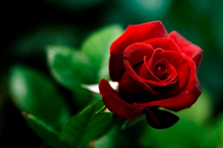 Red Love - passion, red love, flower, red rose