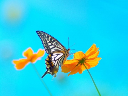 Under the blue sky - butterfly, blue sky, yellow flowers, outdoor nature