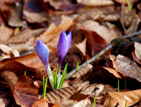 Spring - flower, pink, cute, beautiful, flowers, photo, spring, lovely, nature, green