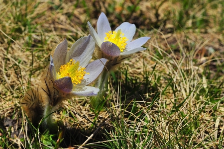 Spring - flower, pink, cute, beautiful, flowers, photo, spring, lovely, nature, green