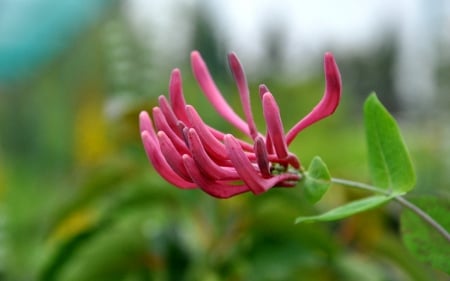 Beautiful strange flower - beautiful, flower, pink, strange