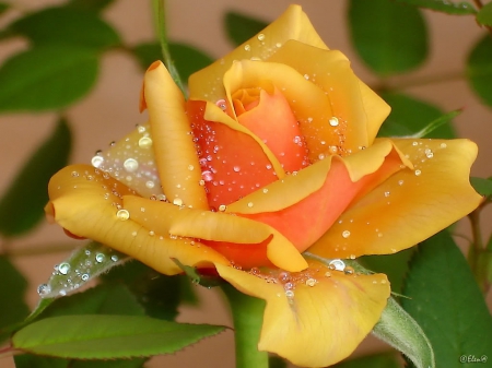 Yellow rose - fragrance, wet, rose, lovely, yellow, beautiful, leaves, scent, flowers, drops