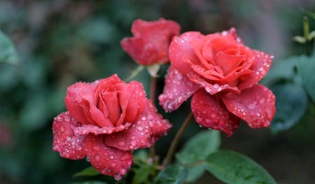 Love - red, drops, two, roses