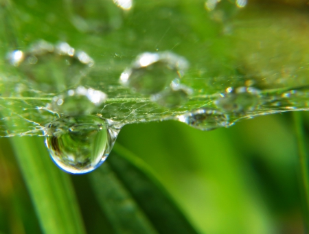 Dew Drop From Under A Spider's Web - water, grass, web, nature, waterdrop, dew bubble, rain, field, country