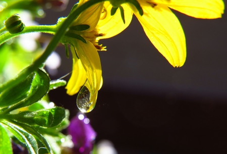 Dew drop reflections - water, nature, yellow, grass, field, country, flower