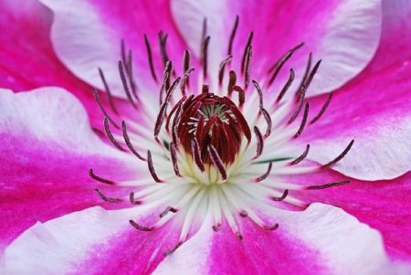 CLEMATIS FLOWER - clematis, flower, pink, pretty