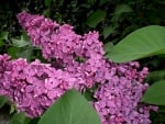 PURPLE LILACS