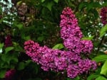 PRETTY LILACS