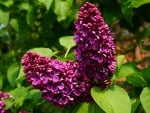 LILAC FLOWERS