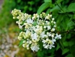 WHITE LILACS